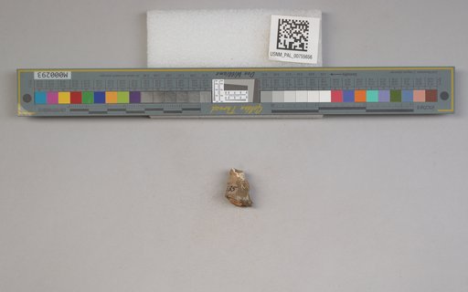 NSF ADBC EPICC TCN