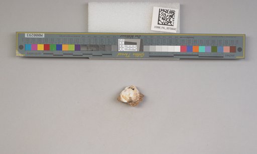 NSF ADBC EPICC TCN