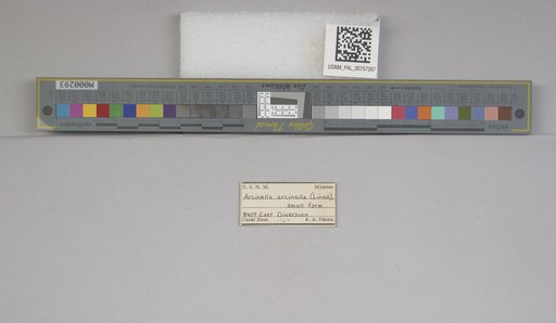 NSF ADBC EPICC TCN