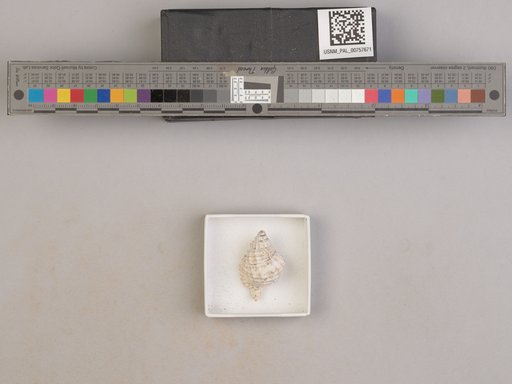 NSF ADBC EPICC TCN