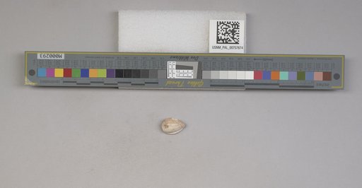 NSF ADBC EPICC TCN