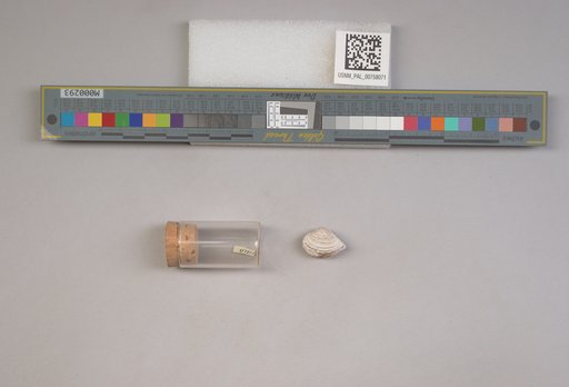 NSF ADBC EPICC TCN