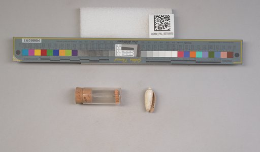 NSF ADBC EPICC TCN