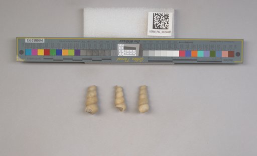 NSF ADBC EPICC TCN