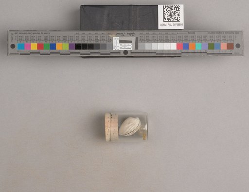 NSF ADBC EPICC TCN