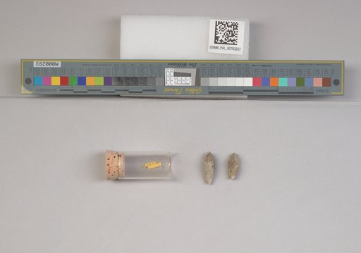 NSF ADBC EPICC TCN