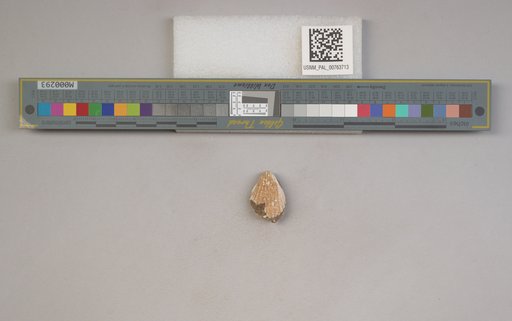 NSF ADBC EPICC TCN