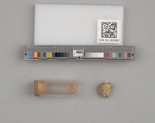 NSF ADBC EPICC TCN
