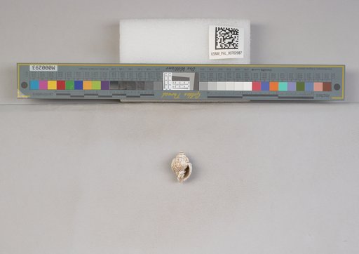 NSF ADBC EPICC TCN