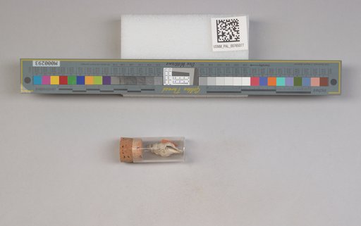 NSF ADBC EPICC TCN
