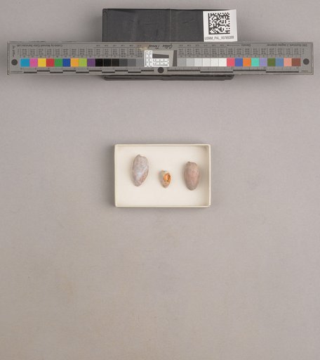 NSF ADBC EPICC TCN