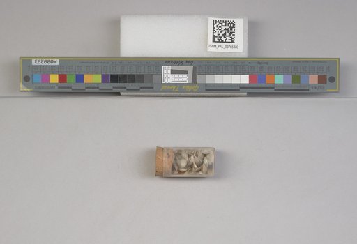 NSF ADBC EPICC TCN