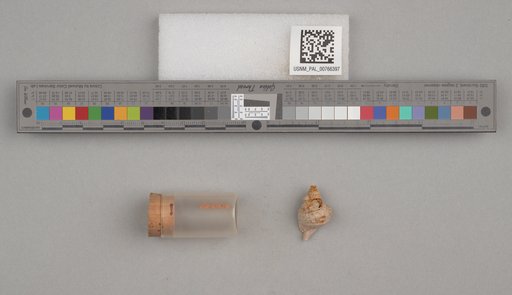 NSF ADBC EPICC TCN