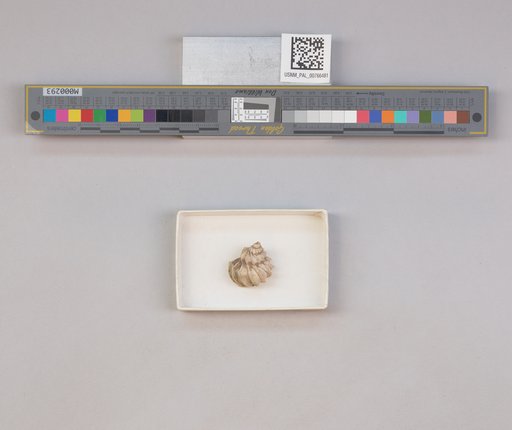 NSF ADBC EPICC TCN