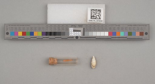 NSF ADBC EPICC TCN