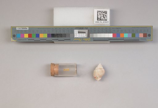 NSF ADBC EPICC TCN