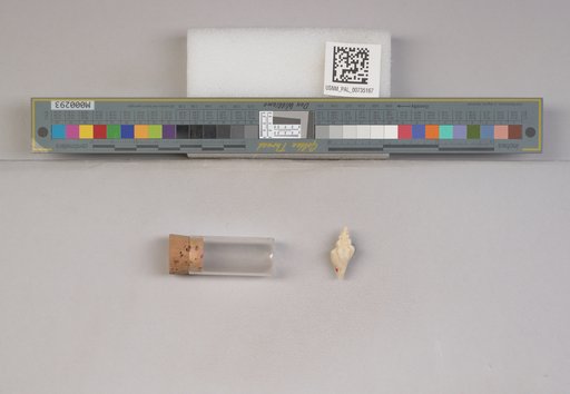 NSF ADBC EPICC TCN