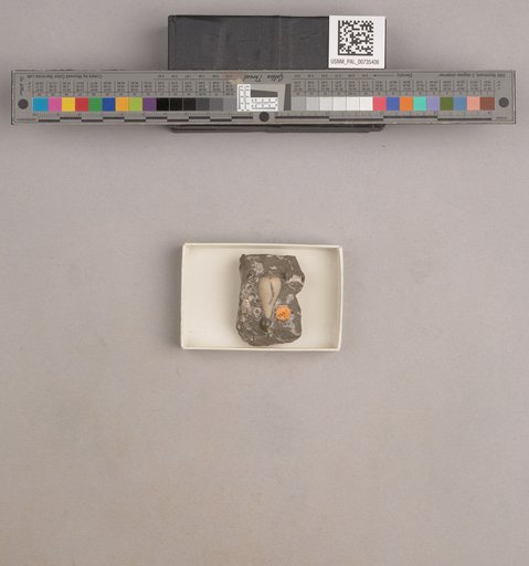 NSF ADBC EPICC TCN