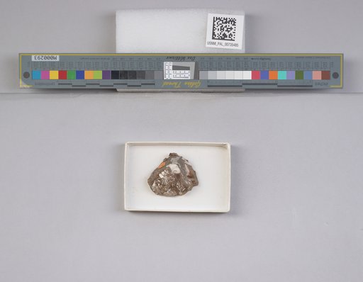 NSF ADBC EPICC TCN