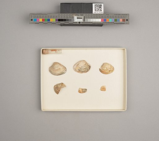 NSF ADBC EPICC TCN