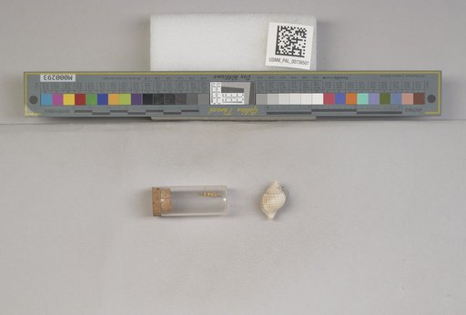 NSF ADBC EPICC TCN