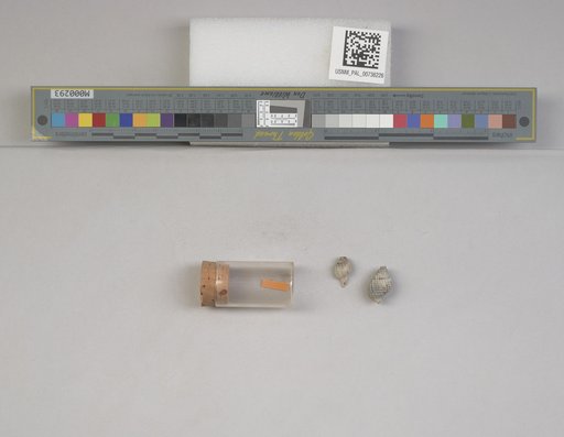 NSF ADBC EPICC TCN