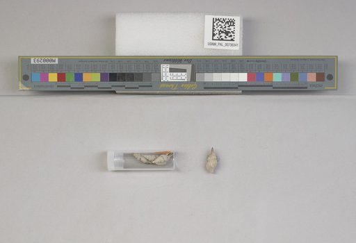 NSF ADBC EPICC TCN