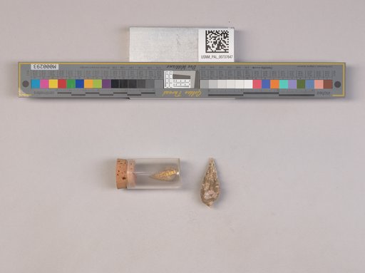 NSF ADBC EPICC TCN