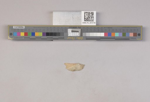 NSF ADBC EPICC TCN