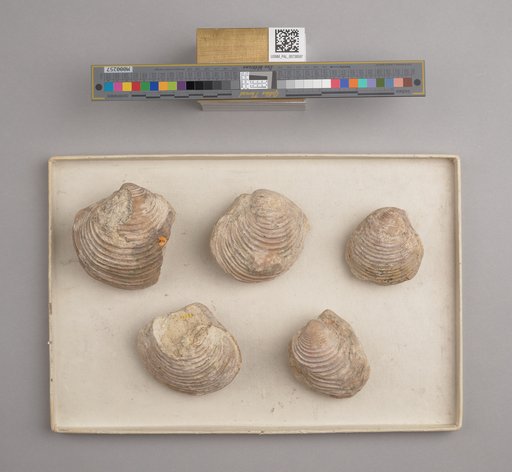 NSF ADBC EPICC TCN