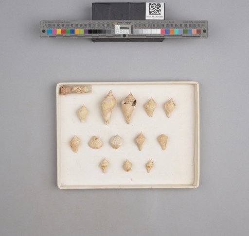 NSF ADBC EPICC TCN