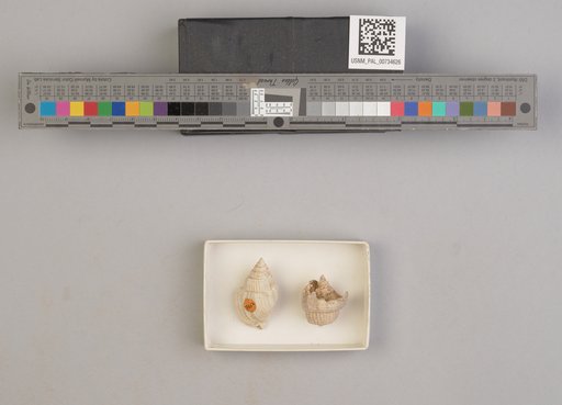 NSF ADBC EPICC TCN