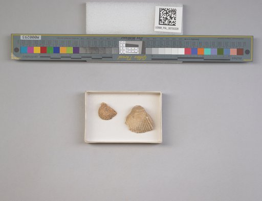 NSF ADBC EPICC TCN