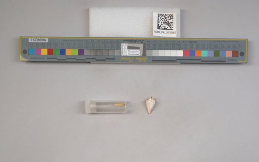 NSF ADBC EPICC TCN