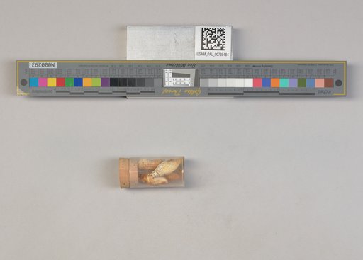 NSF ADBC EPICC TCN