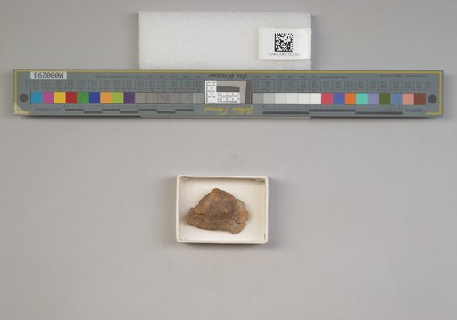 Arca (Noetia) cholana Spieker