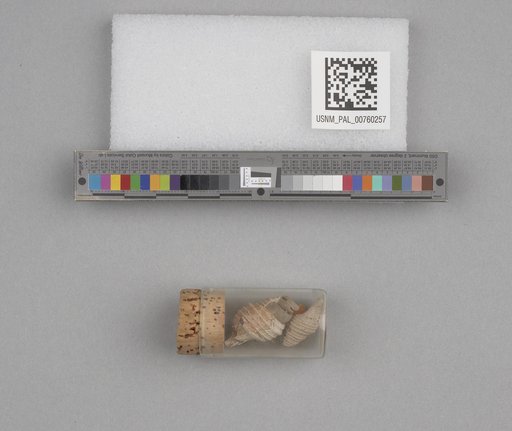 NSF ADBC EPICC TCN