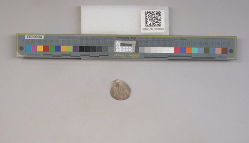 NSF ADBC EPICC TCN