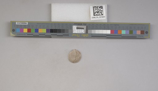 NSF ADBC EPICC TCN