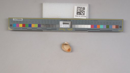 NSF ADBC EPICC TCN