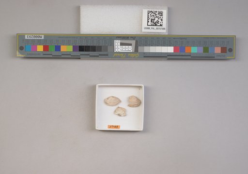 NSF ADBC EPICC TCN