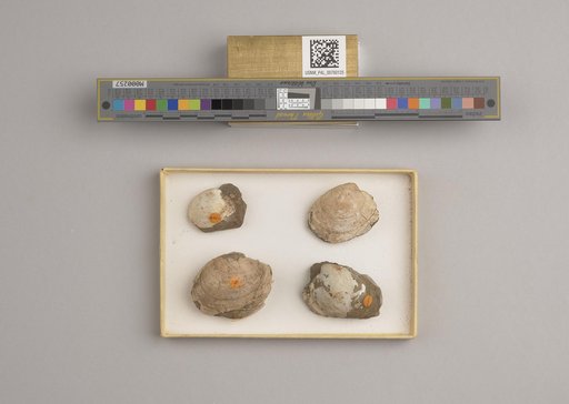 NSF ADBC EPICC TCN