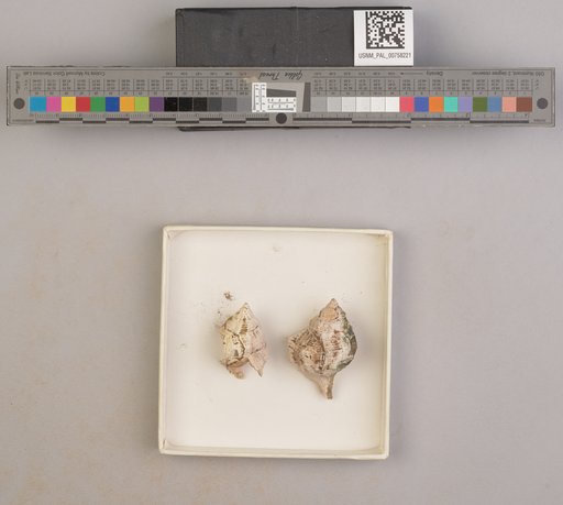 NSF ADBC EPICC TCN