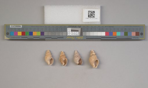 NSF ADBC EPICC TCN
