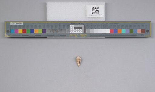 NSF ADBC EPICC TCN