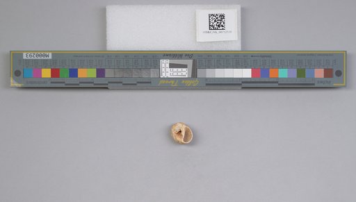 NSF ADBC EPICC TCN
