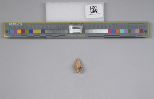 NSF ADBC EPICC TCN