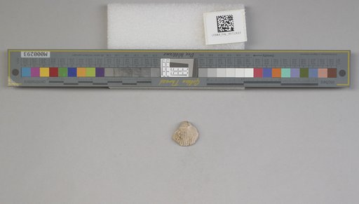 NSF ADBC EPICC TCN