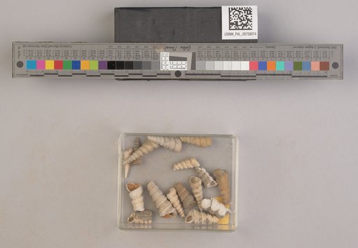 NSF ADBC EPICC TCN