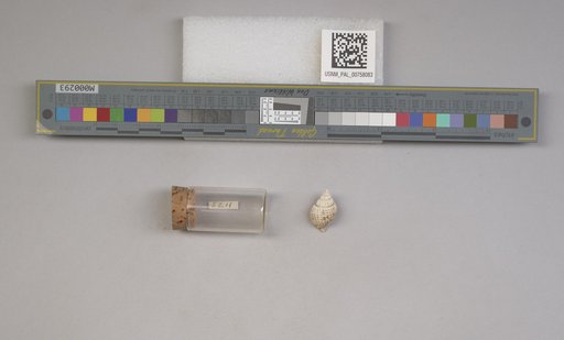 NSF ADBC EPICC TCN